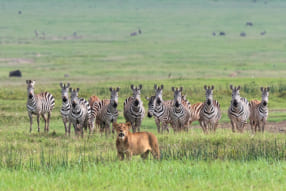 山形豪写真展「SAFARI」