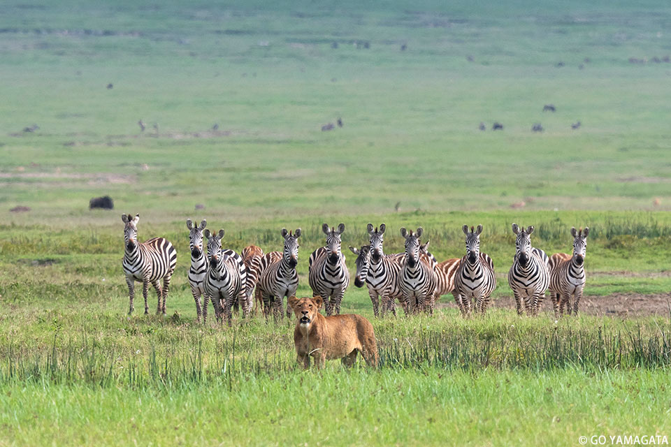 山形豪写真展「SAFARI」