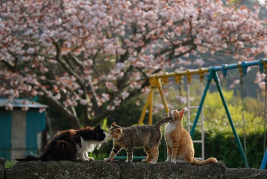 星野俊光写真展「猫皆幻化」