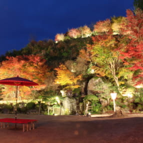 京都のおすすめ「夜紅葉」スポット4選――この時期だけの幻想的な風景をお見逃しなく!
