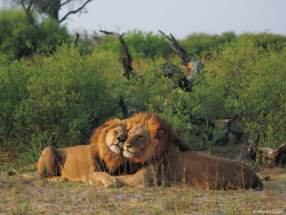 2020年オリンパス/WWFカレンダー完成記念 岩合光昭写真展「Botswana / アフリカ屈指の野生の楽園 − ボツワナ」