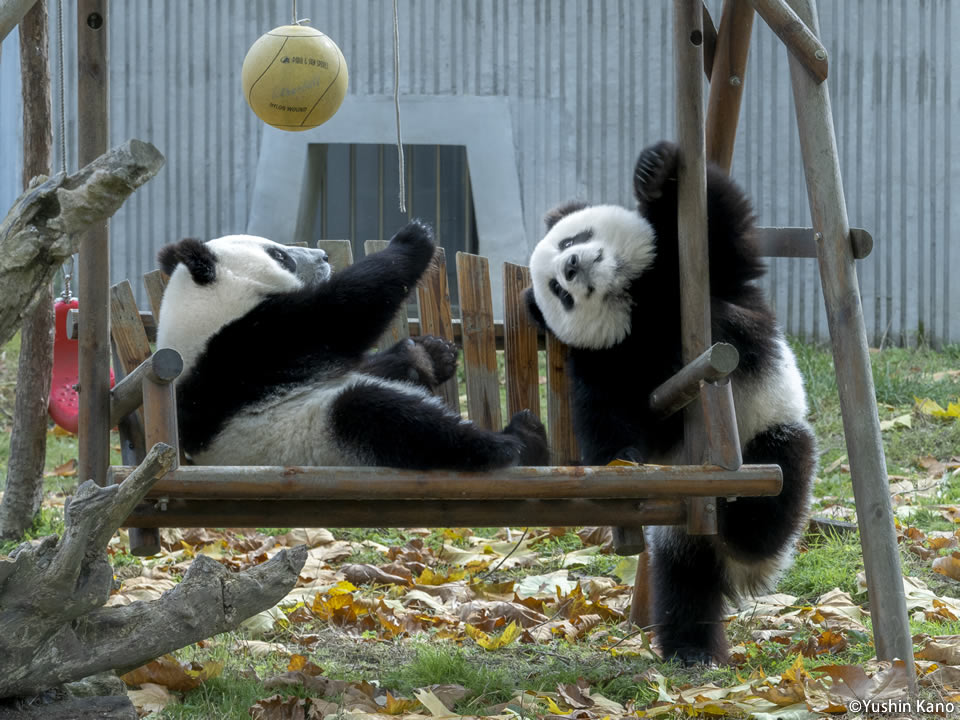 叶悠眞写真展「熊猫」PANDA