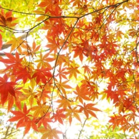 関東のおすすめ紅葉撮影スポット7選！ 首都圏からも近い景勝地で秋ならではの色彩を捉えよう