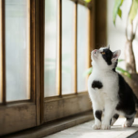 ペット写真家・小川晃代さんの3ステップRAW現像術! 猫のいるシーンでは毛の描写と全体の雰囲気づくりに気を配る