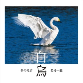 日本各地で撮影した白鳥の美しさに癒やされる 名村一義写真集『冬の使者 白鳥』