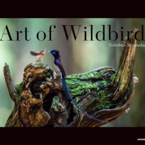 背景の細部にまでこだわり抜いた美しい野鳥の写真集『Art of Wildbird』