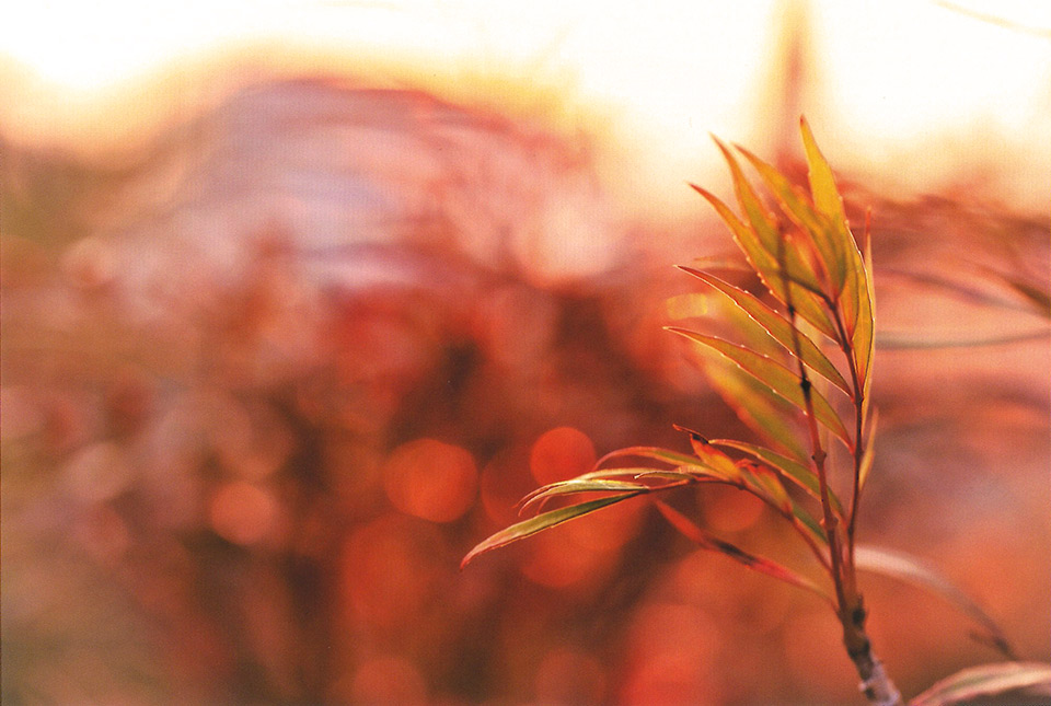 はるひ写真集『癒しの雫』