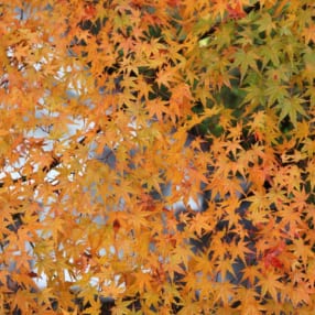 東北のおすすめ紅葉撮影スポット4選！ 感染対策を忘れず今年も秋を満喫しよう