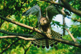 藍沙写真展「東京の野鳥たち」