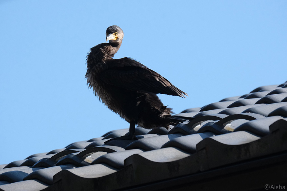 藍沙写真展「東京の野鳥たち」