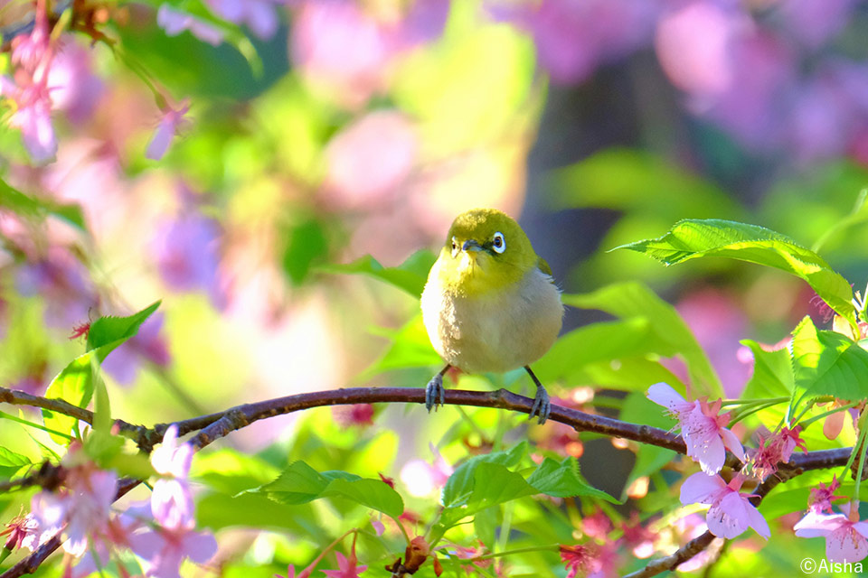 藍沙写真展「東京の野鳥たち」