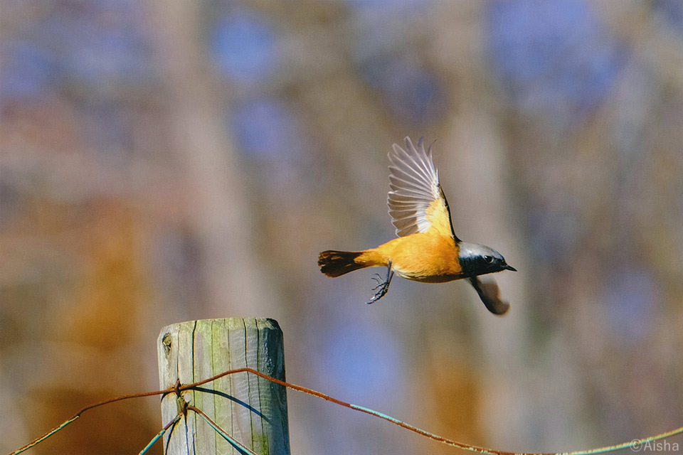 藍沙写真展「東京の野鳥たち」