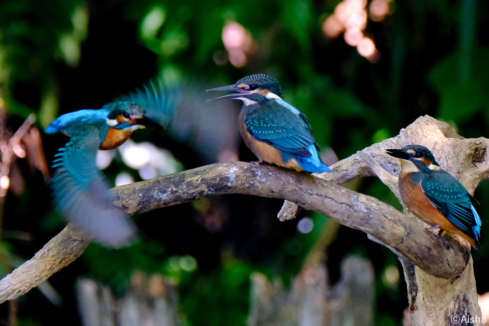 藍沙写真展「東京の野鳥たち」