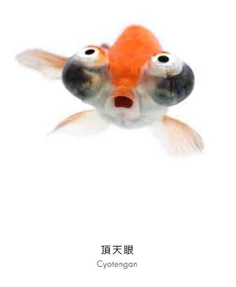 森岡 篤『世界初の魚の顔図鑑 うおづら』