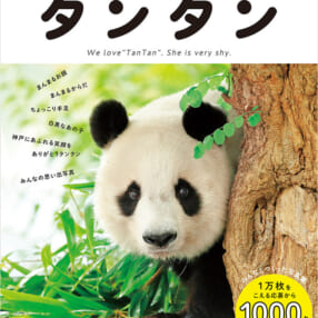 恥ずかしがり屋のパンダ・タンタンの愛らしい写真がたっぷり『神戸市立王子動物園のシャイなパンダ タンタン』
