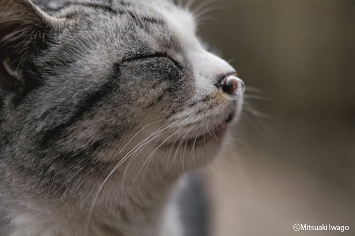 岩合光昭ミニ写真展「ねこのとけい」