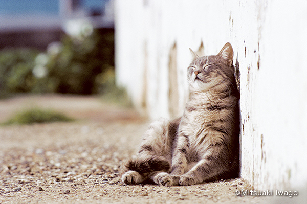 岩合光昭ミニ写真展「ねこのとけい」