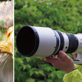 1000mm相当が手持ちで狙える新レンズを最も早く試せるイベント「オリンパス野鳥フォトウィーク 2020」開催