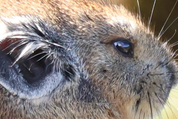 キヤノン RF800mm F11 IS STM レビュー