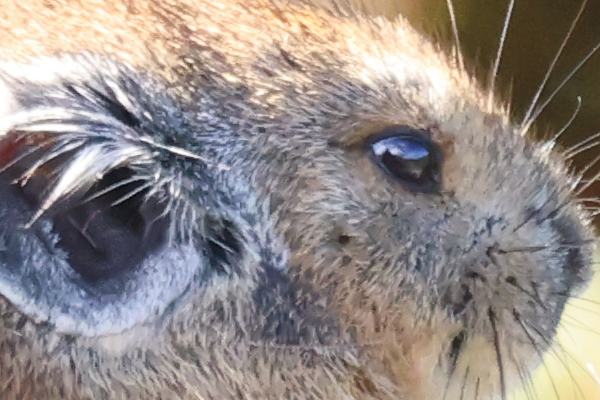 キヤノン RF800mm F11 IS STM レビュー