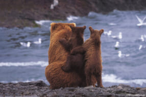 2021年オリンパス/WWFカレンダー完成記念 岩合光昭写真展「Alaskan Summer / 夏のアラスカ - 小さないのちの大きな時間」