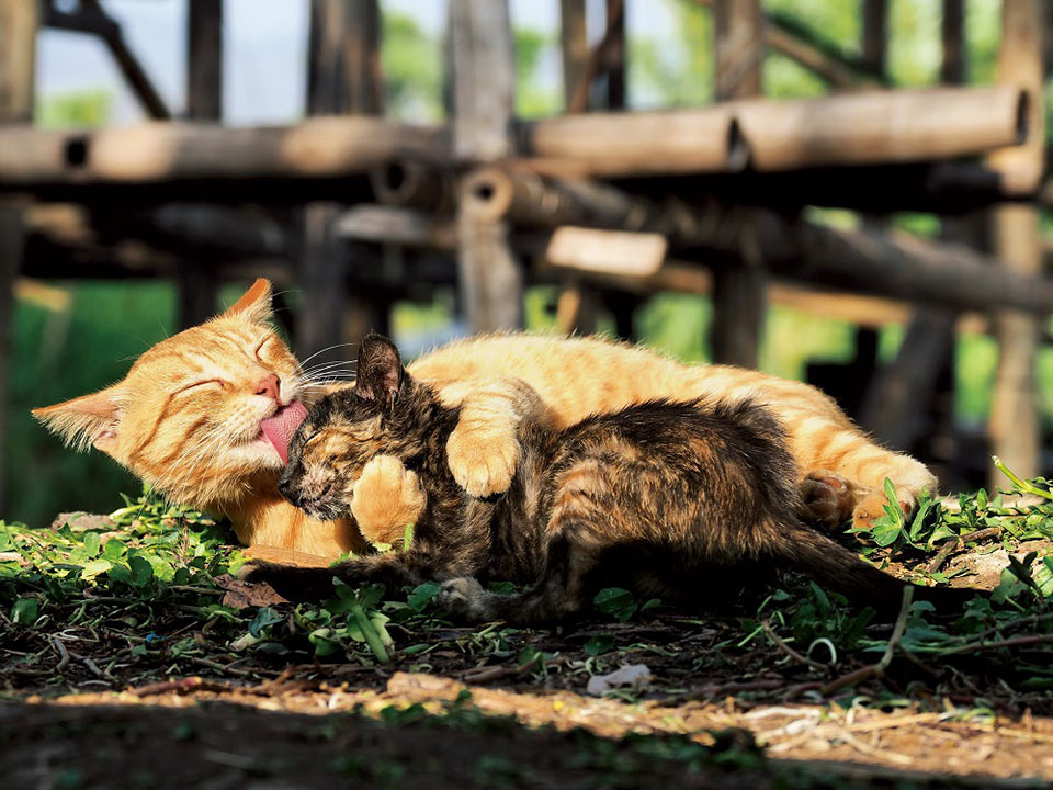 写真展「劇場版 岩合光昭の世界ネコ歩き あるがままに、水と大地のネコ家族」