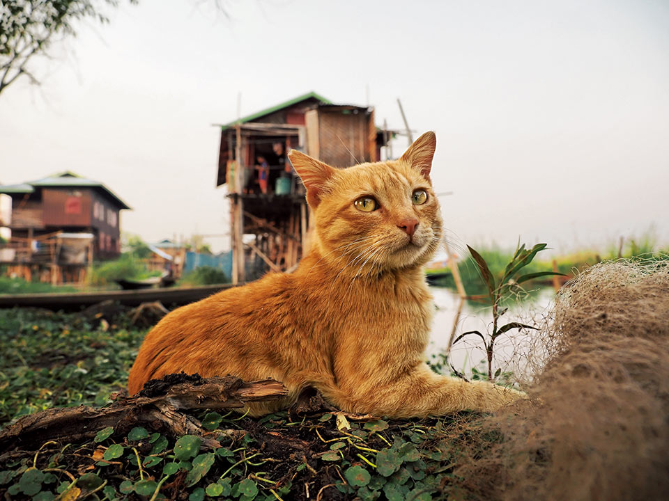 写真展「劇場版 岩合光昭の世界ネコ歩き あるがままに、水と大地のネコ家族」