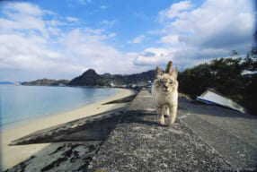 岩合光昭「いよねこ 猫と旅する写真展」