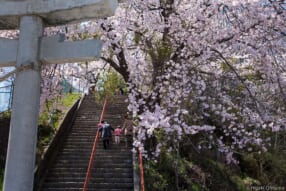 大沼英樹写真展「未来へつなぐ千年桜」