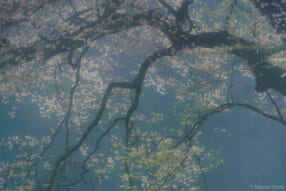 井上嘉代子写真展「美sit風景 −奏 (かなで)−」