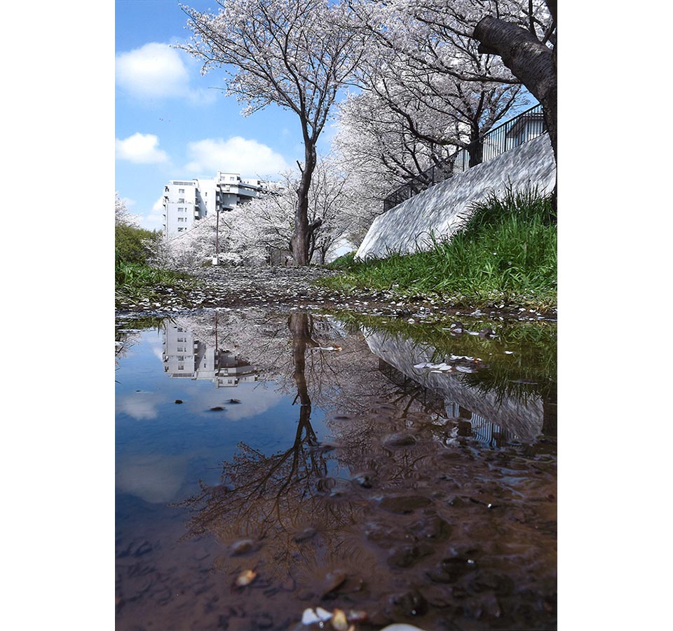 水面と桜