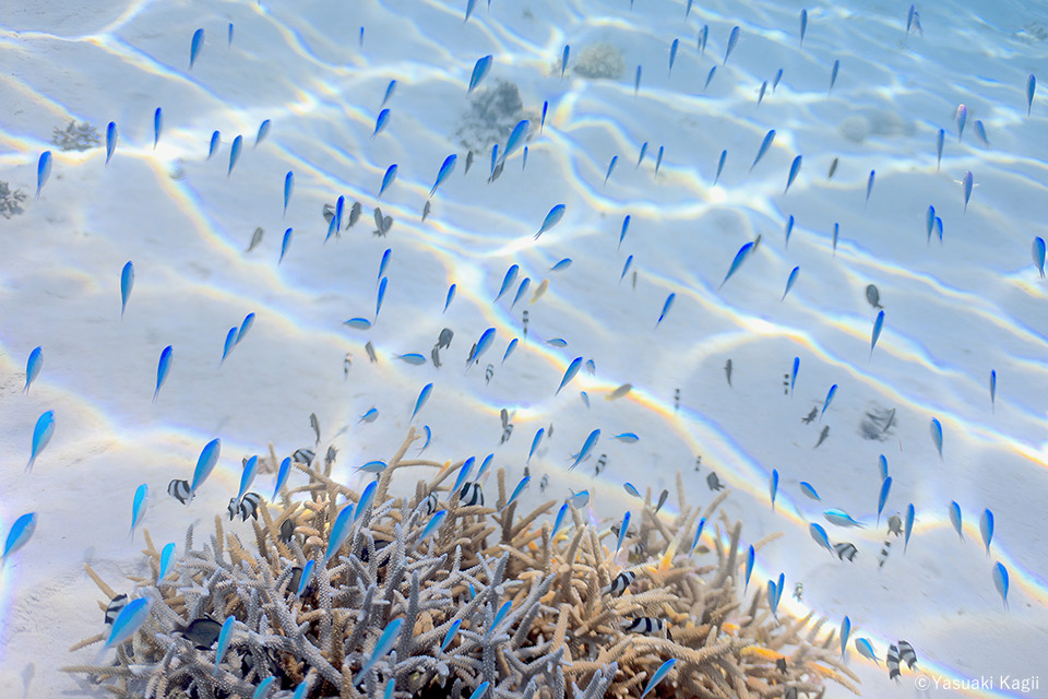 鍵井靖章写真展「青い庭」