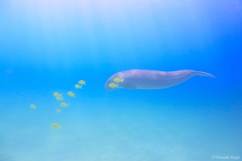 鍵井靖章写真展「青い庭」