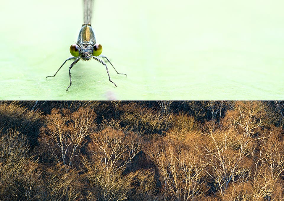 夏樹螢石・猪原 樹 写真展「Pencil of Nature -自然の鉛筆-」