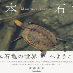 ニホンイシガメを10年間以上撮りためた渡瀬英晃写真集『日本石亀』発売