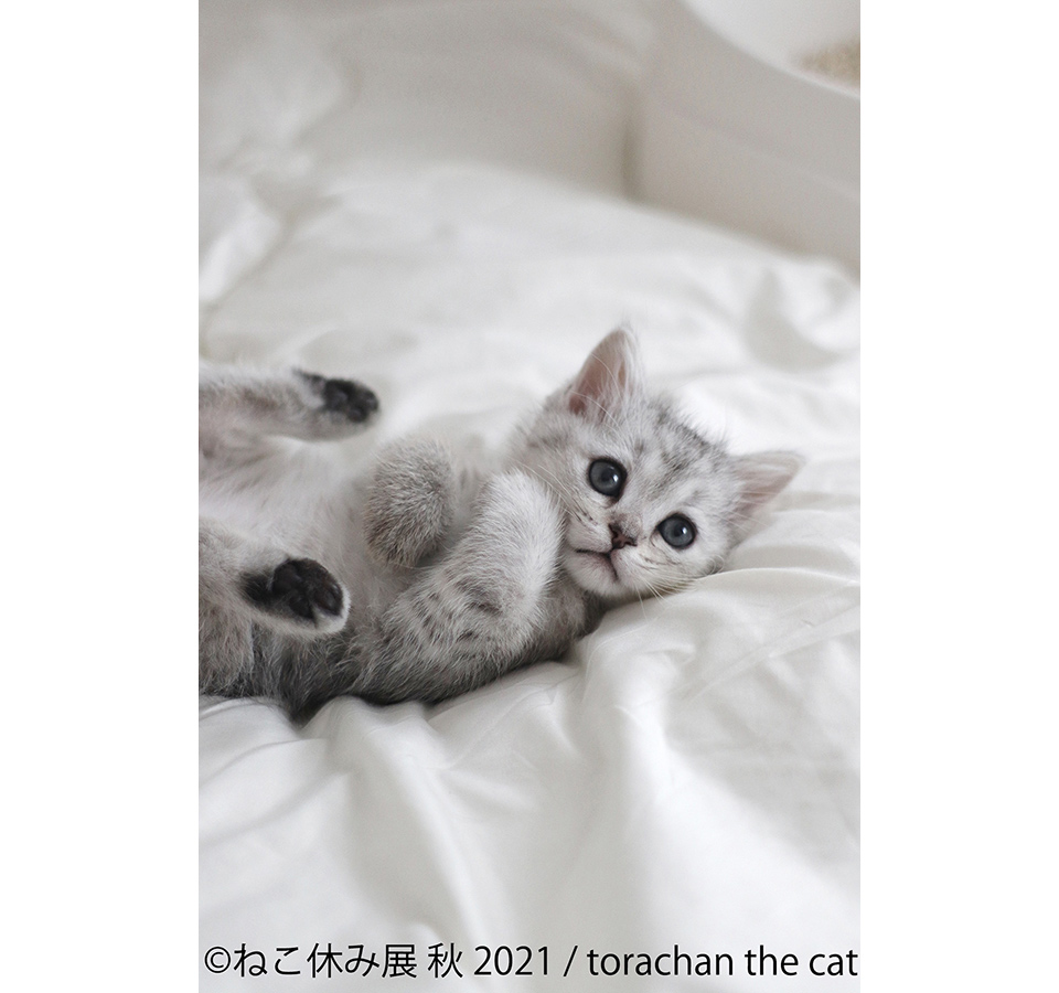 ねこ休み展 秋 2021