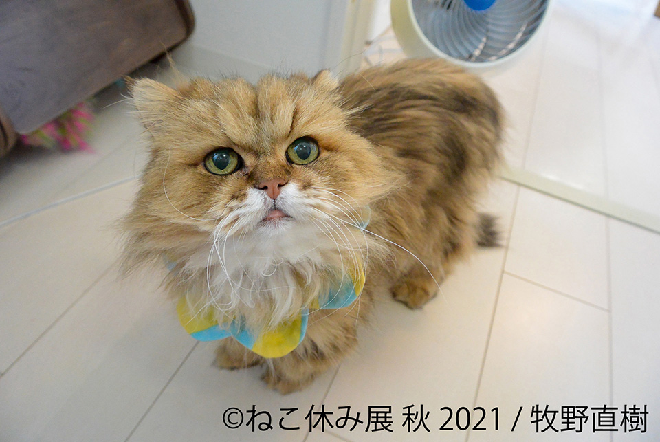 ねこ休み展 秋 2021