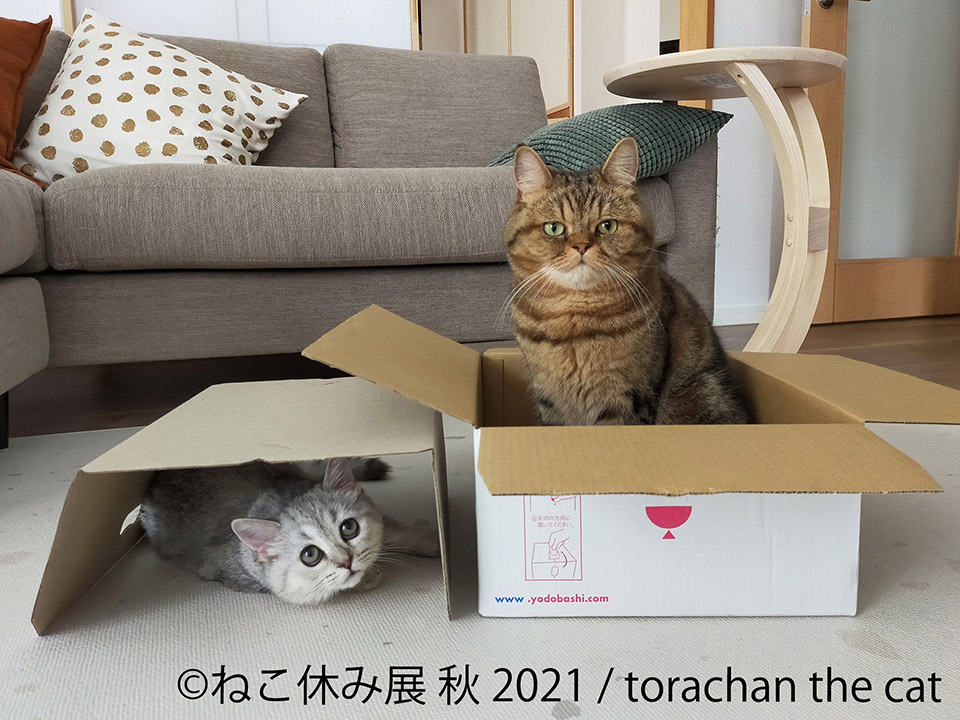 ねこ休み展 秋 2021