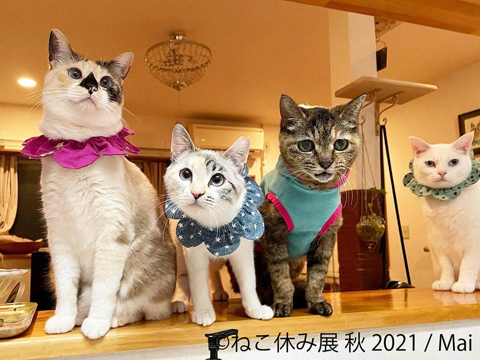 ねこ休み展 秋 2021