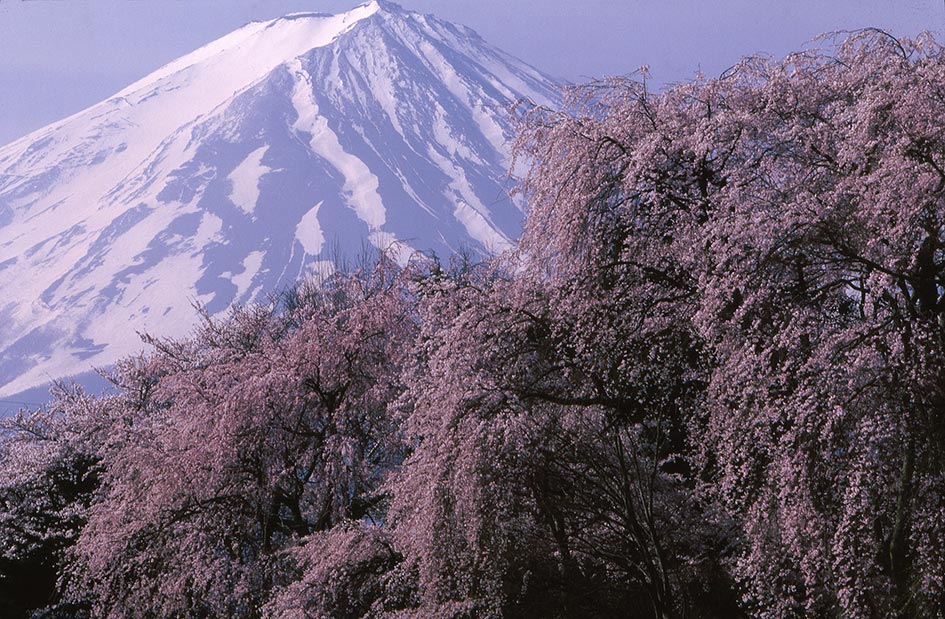 山梨県勝山村 (現富士河口湖町) から「桜と富士」撮影 : 竹内敏信