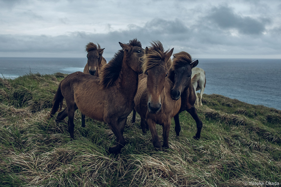 岡田裕介写真展「その背中を風が撫でて -Horses in the wind-」