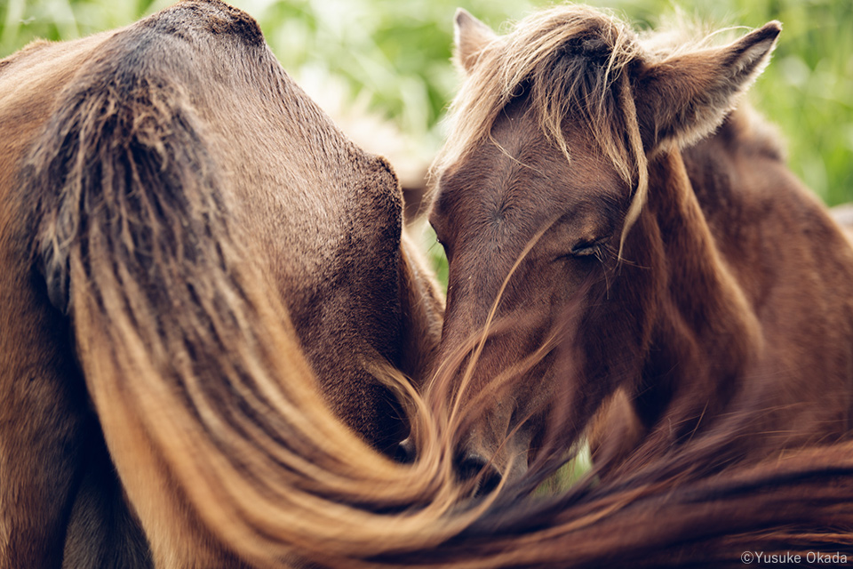 岡田裕介写真展「その背中を風が撫でて -Horses in the wind-」