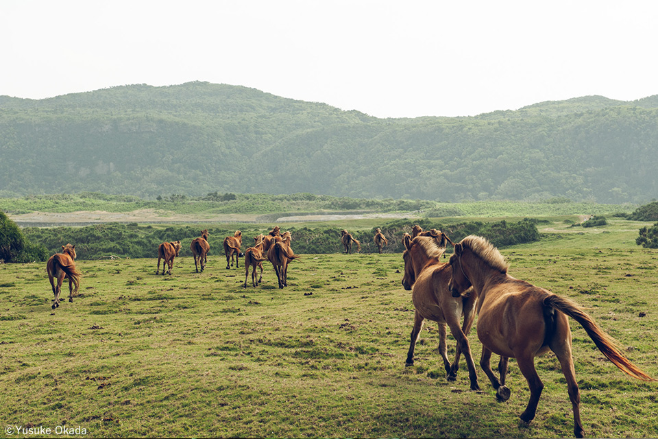 岡田裕介写真展「その背中を風が撫でて -Horses in the wind-」