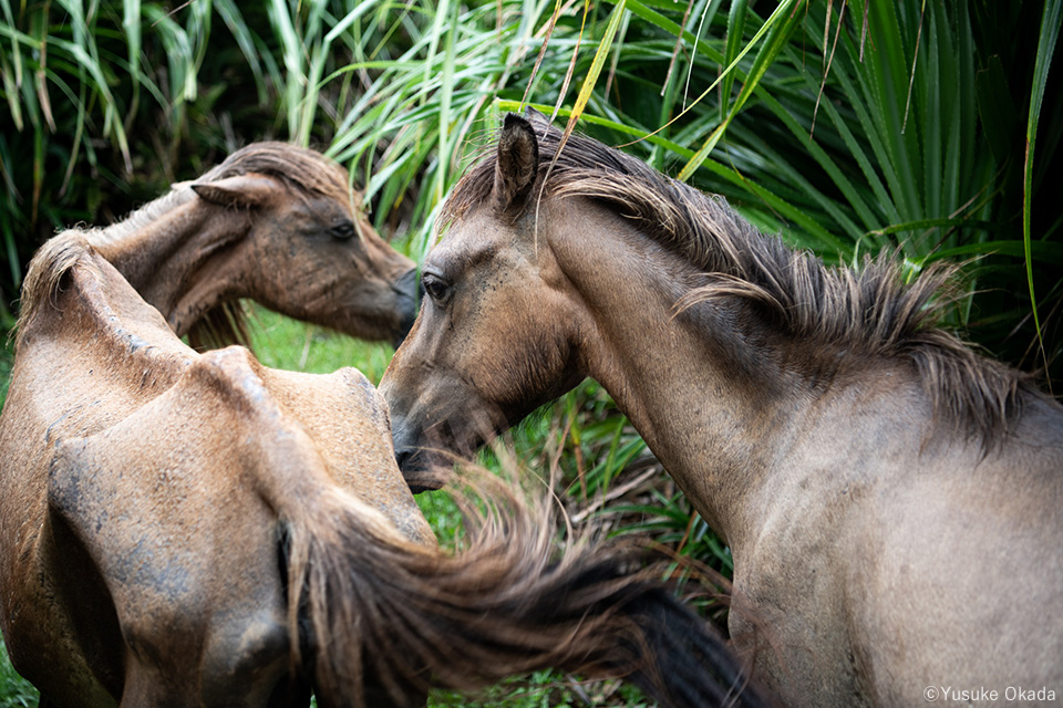 岡田裕介写真展「その背中を風が撫でて -Horses in the wind-」