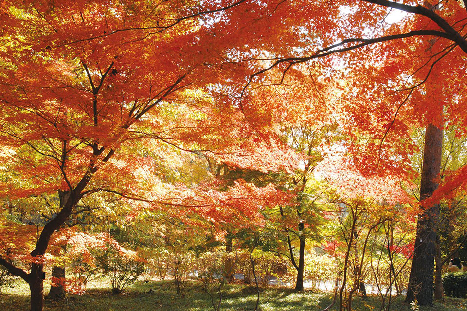 国営武蔵丘陵森林公園「紅葉見ナイト」