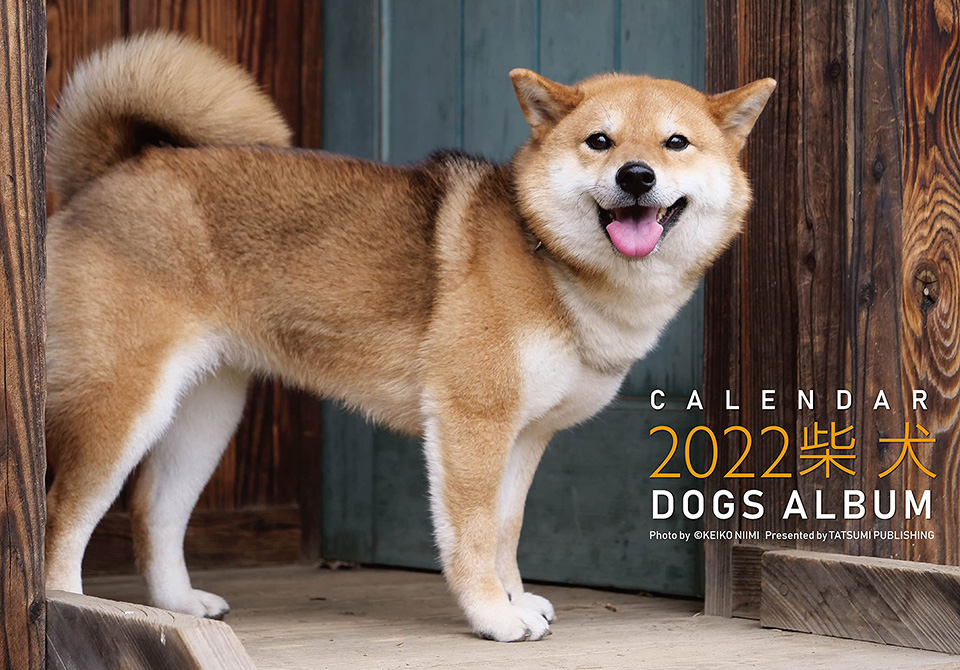 新美敬子2022カレンダー「柴犬」