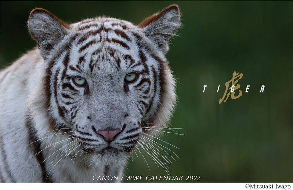 キヤノン/WWF 岩合光昭カレンダー2022 虎-Tiger-