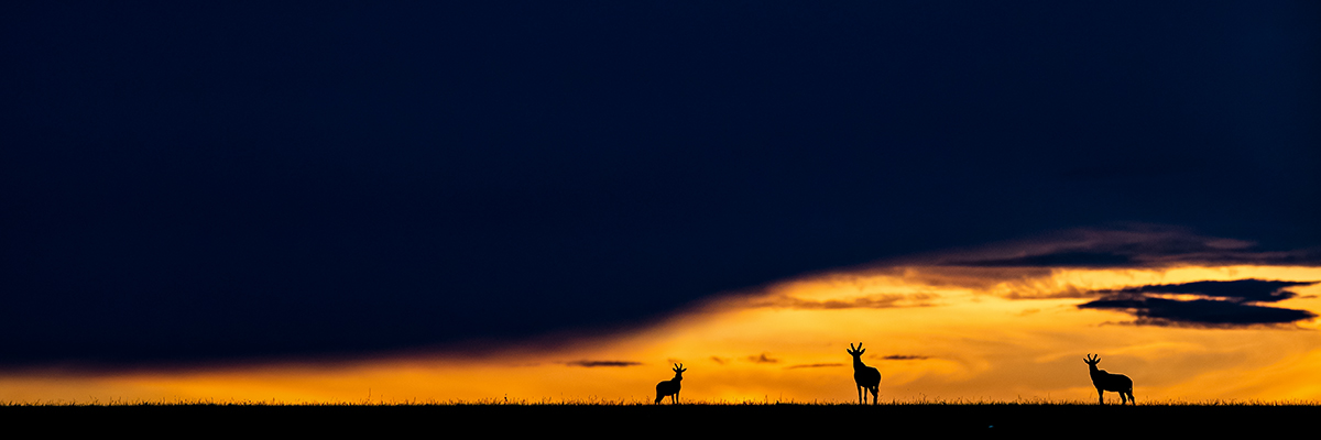 篠田岬輝写真展「Contrast of Savanna −アフリカ 大草原で輝く生命−」