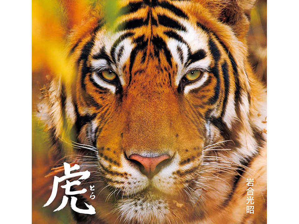 岩合光昭写真集『虎』