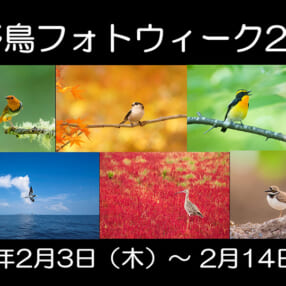 カメラとレンズの無料貸し出しあり！ リアルとオンラインで野鳥を愛でる12日間「OM SYSTEM 野鳥フォトウィーク 2022」